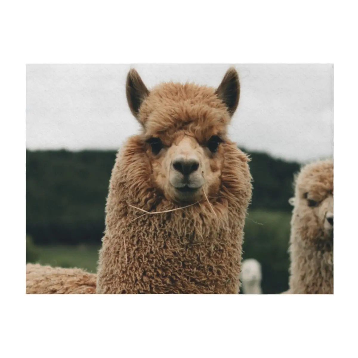 

Llama Throw Blanket Cute Plaid Bed funny gift heavy to sleep Blankets