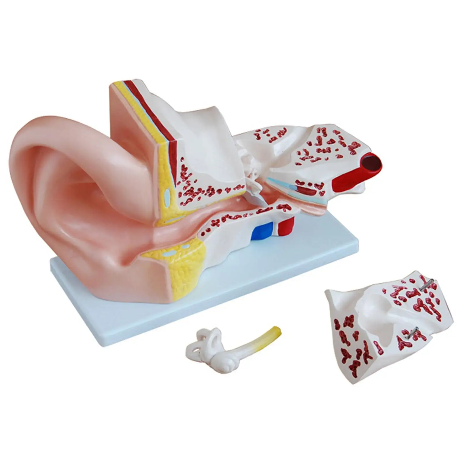 

5X Life Size Human Ear Anatomy Medical Model in 3 Part Removable Sections