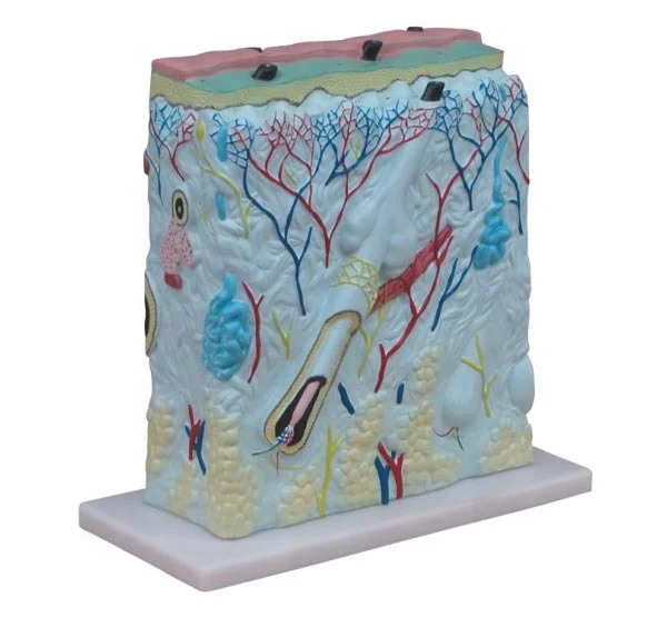 

Human 3D Skin Anatomy Model for Medical Science Education in Anatomy Teaching