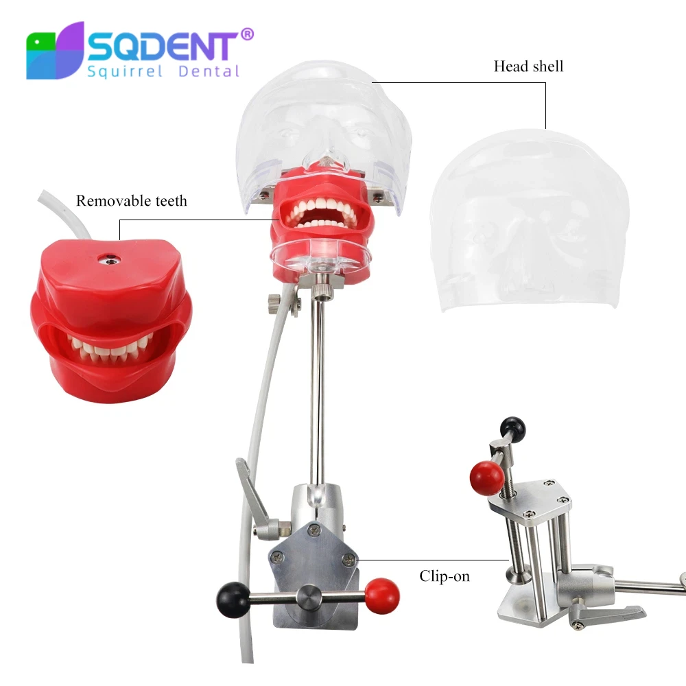 Dental Simulator Nissin Manikin Phantom Dental Phantom Head Model with 28Pcs Teeth New Style Bench Mount For Dentist Education