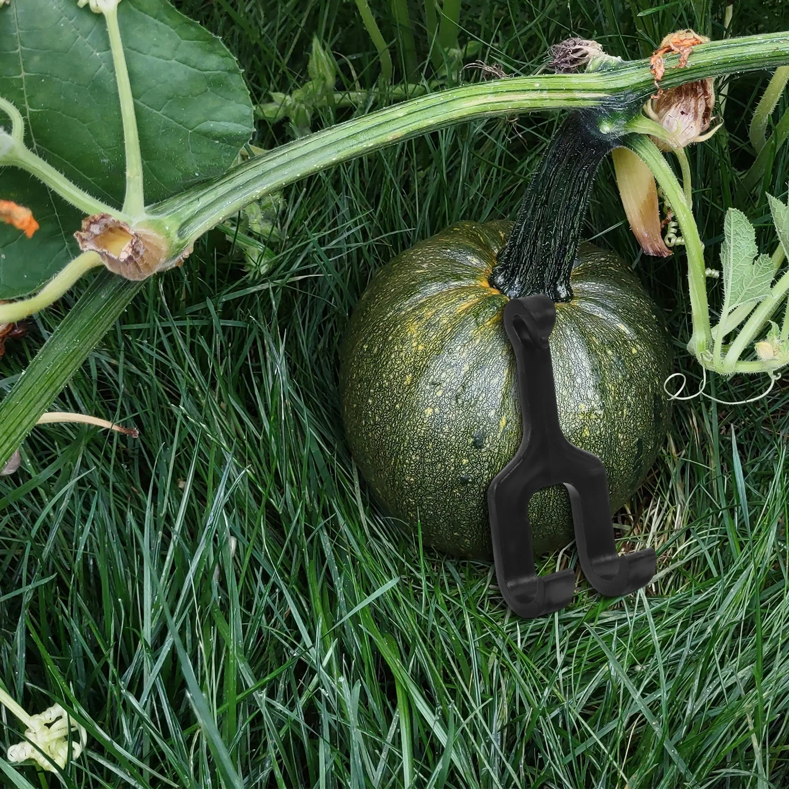 

50pcs Melon Support Hook For Cantaloupe Honeydew Growing Vertical Garden Farms Orchards Tomato Pumpkin Watermelon Tool