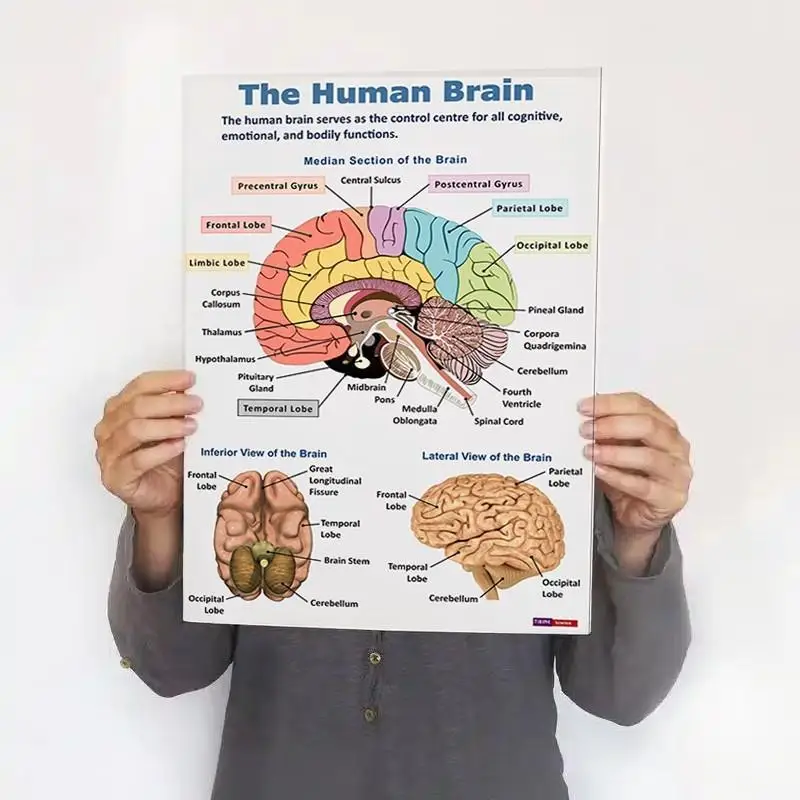16Pcs Human Anatomy Poster Human Organs Brain Liver Heart Anatomy Poster Medical Classroom Office Room Home Aesthetic Decoration