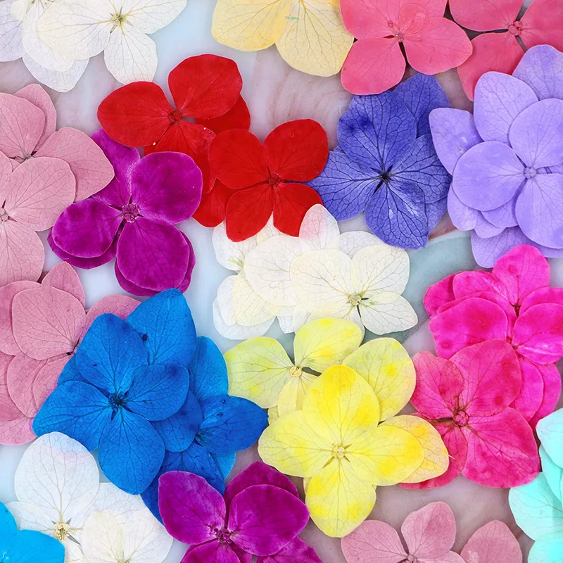 Real Anna Hydrangea Petals,pressed dry Flower DIY Photo Frame Drop Glue Phone Case Jewelry Ornament Face Makeup,12pcs/1.5-2.5cm