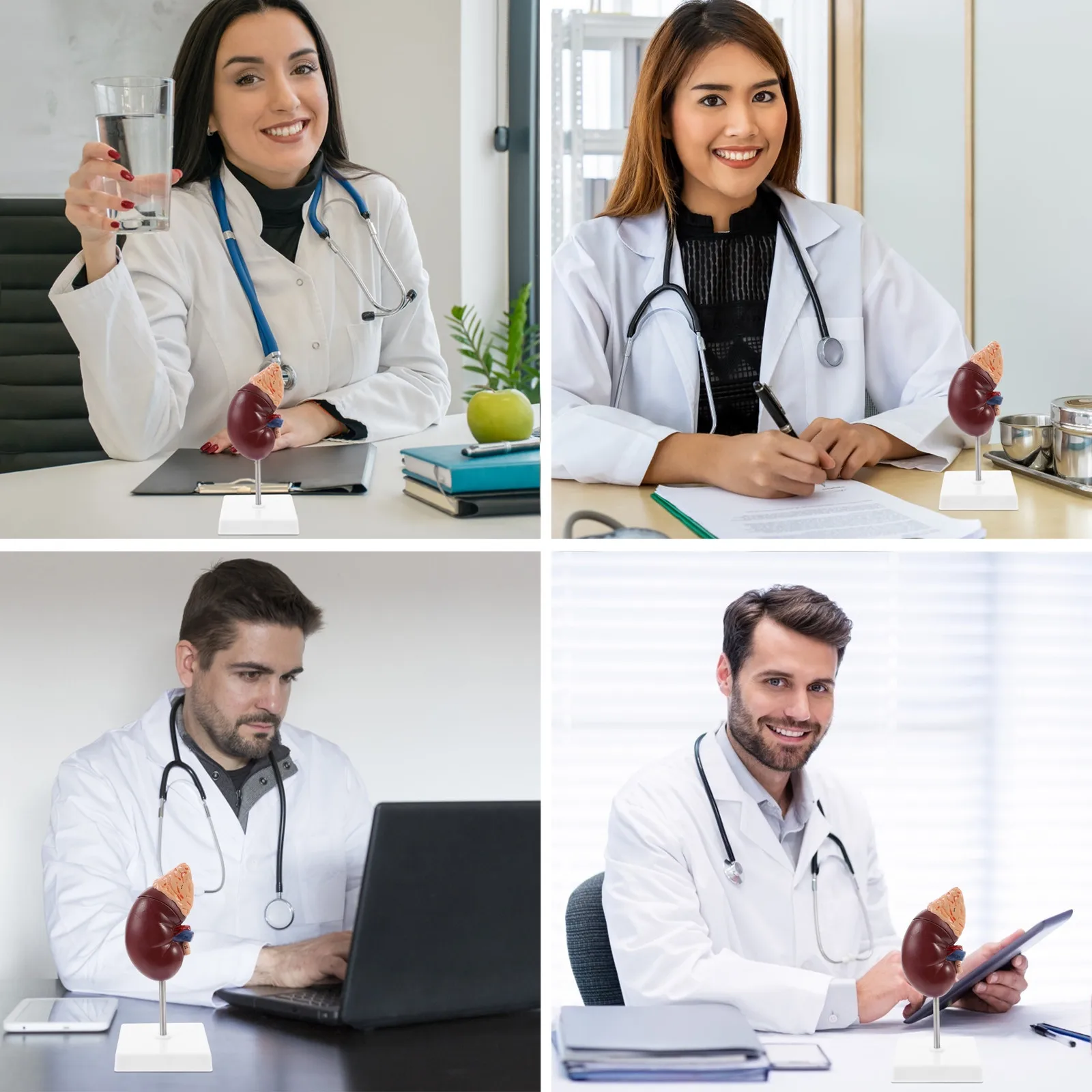 

Учебная модель почки человека (1 шт.) для изучения анатомии, медицинский учебный инструмент, образовательный реквизит