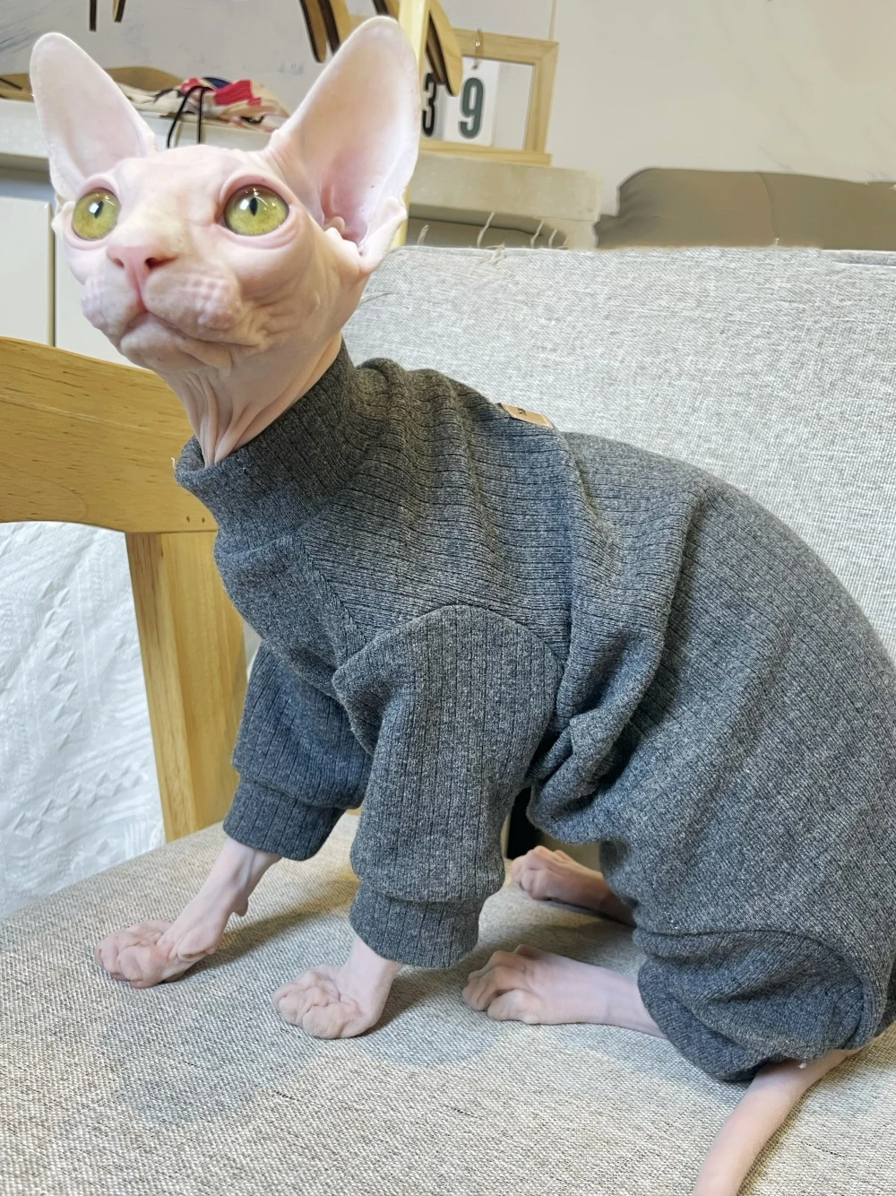 Dark Grey Elestic Cotton Jumpsuit for Hairless Cat Thick Soft Coat for Sphynx Cat Spring Loungewear For Kittens Dogs Pet Costume