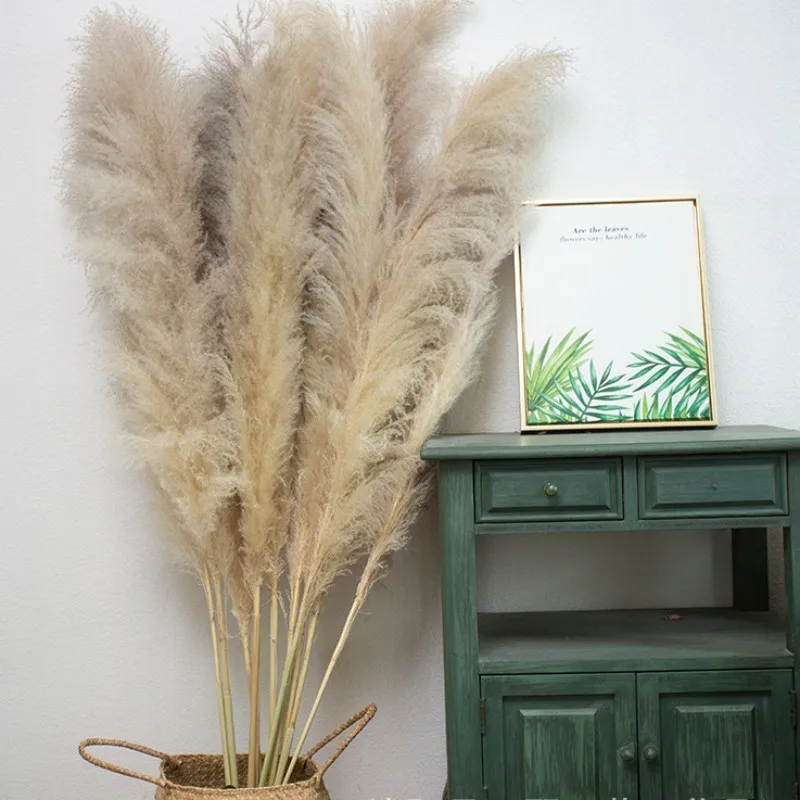 

Fluffy Large Pampas Grass Dry Flowers Tall Natural Dried Pampas For Garden Decoration Outdoor Dried Flowers Wedding Arch Decor