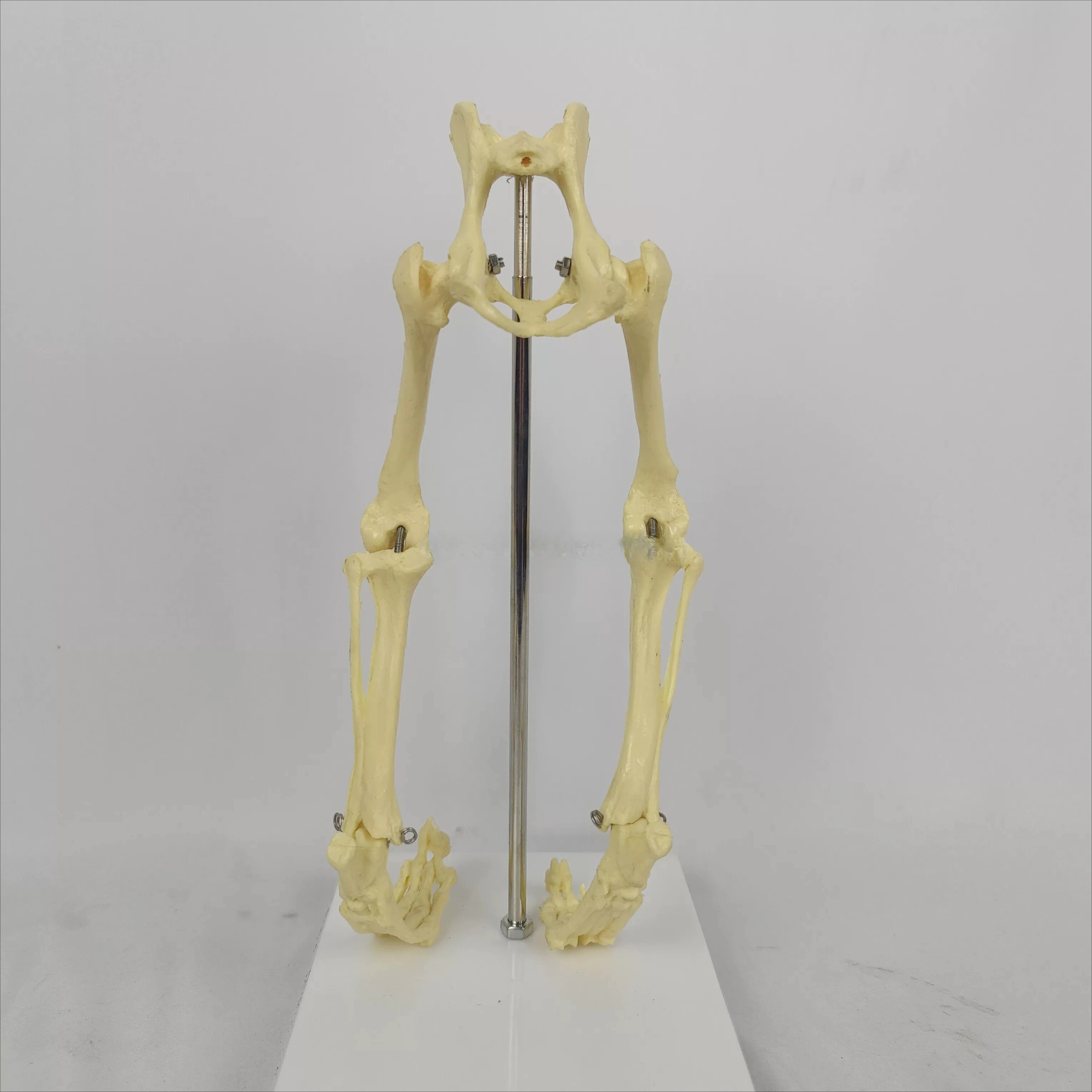 Dog Hip Joint Lower Limb Model Dog Canine Skeleton Animal Pet Hospital Teaching Aids