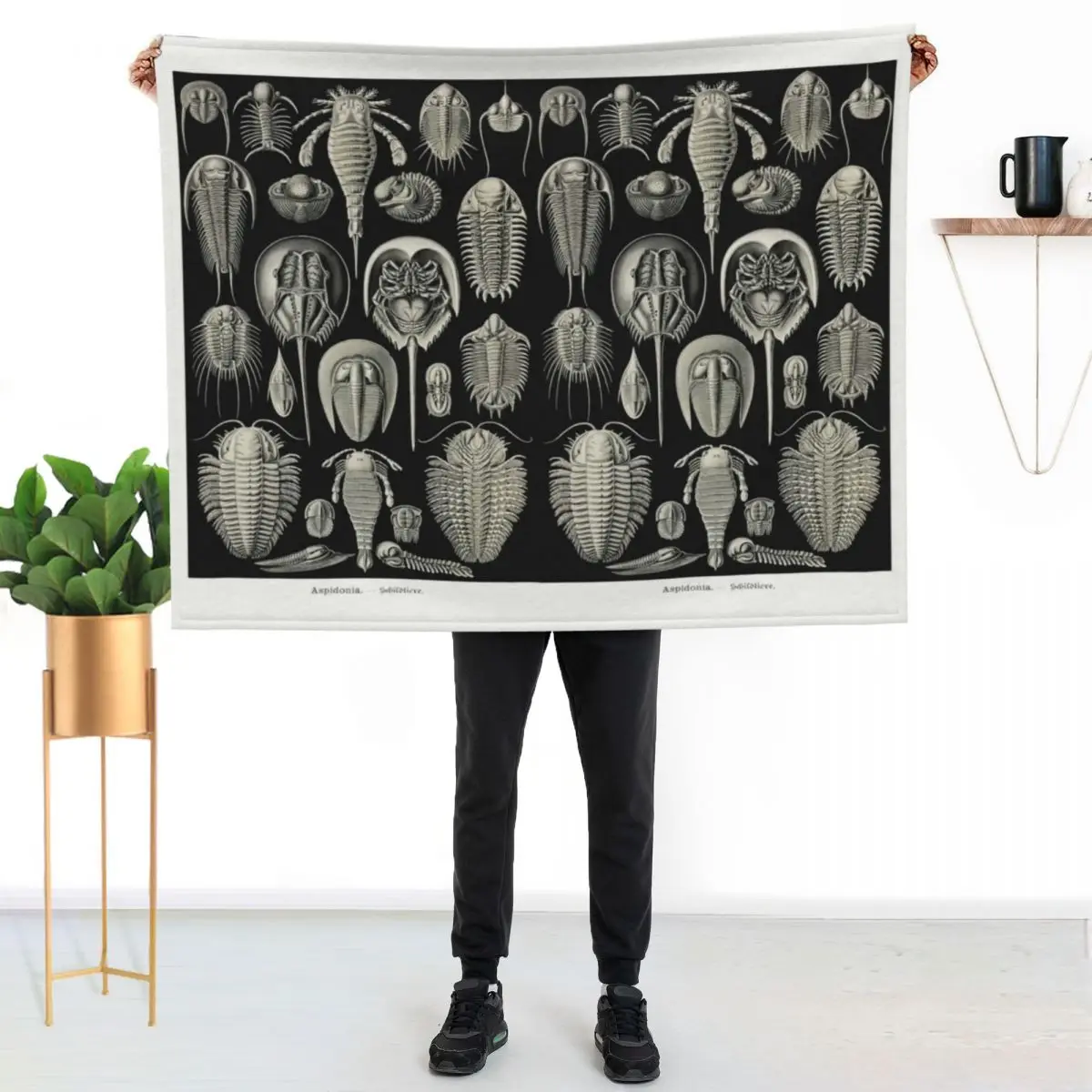 Plate 47. Trilobites and Sea Scorpions Throw Blanket For Decorative Sofa Thins Luxury decorative Plush Fashion Sofas Blankets