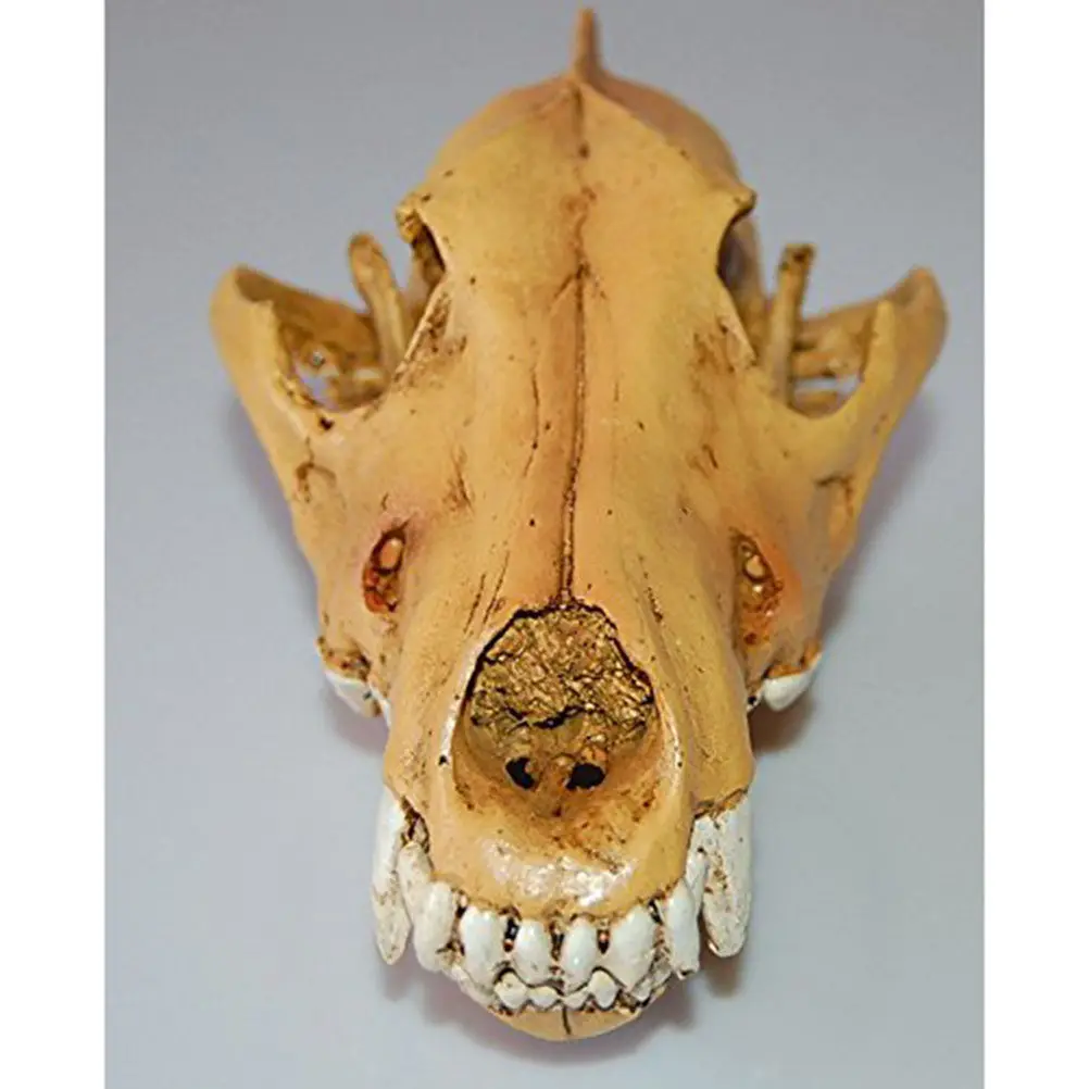 

Resin Wolf Skull Head Realistic Bone Weight Feel Medical Teaching Bar Decoration Personality Display Collection Dinosaur
