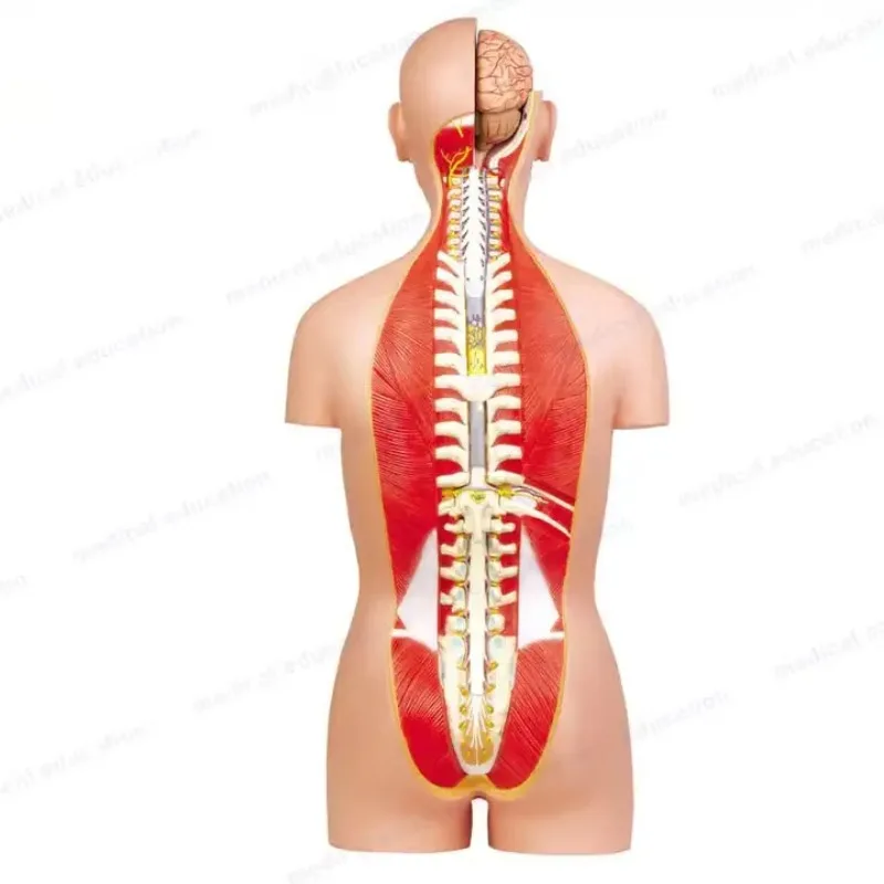 Classic Unisex 89cm Torso 17-Piece Human Anatomy Model With High Quality PVC Skin Color For Medical Teaching