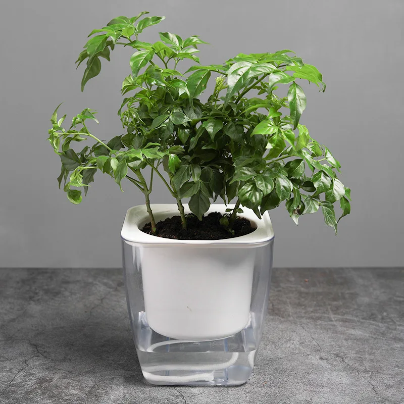 Self Watering Planter Pots Transparent Square Shape Design Plastic Plant Pot Indoor Home Garden Modern Decorative Pot Supplies