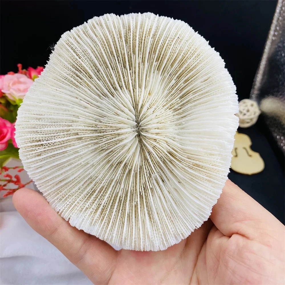 wholesal Natural Stone Coral Mushroom Fragments  Irregular Shapes Decorate The Beach Shell Aquarium Aquarium