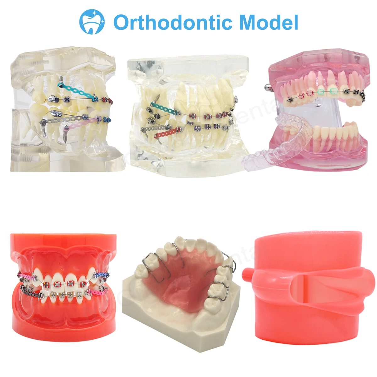 치과용 치아 모델, 이동식 치과 교육 모델, 치과 실험실 데모 연구, 치과 제품 도구
