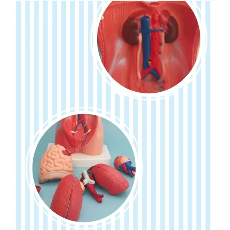 A97I-Torso Mannequin Anatomy 15 Removable Parts Educational Organ Model Human Internal Organ Anatomy Model
