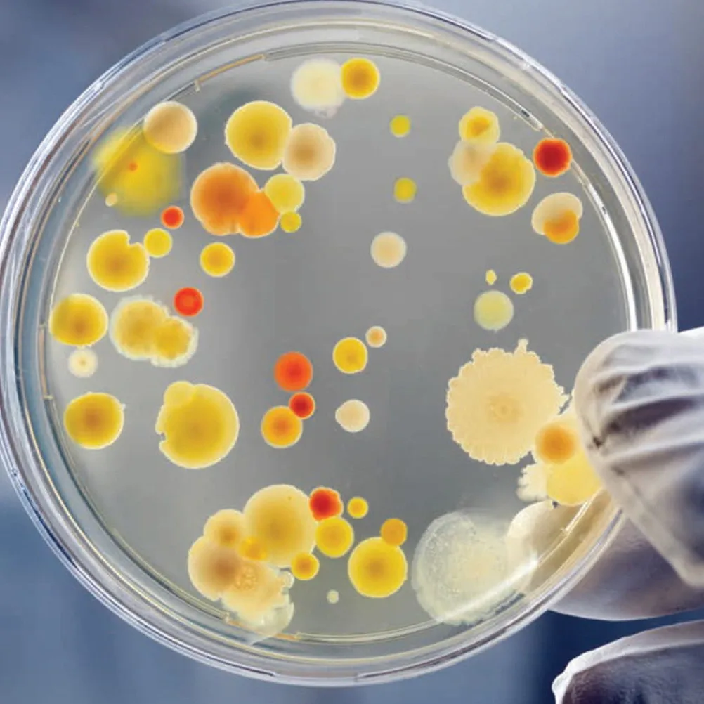30Pcs Culture Petri Dish Disposable Plastic Petri Dishes 90Mm Size for Kids Science Biology Laboratory Experiments School