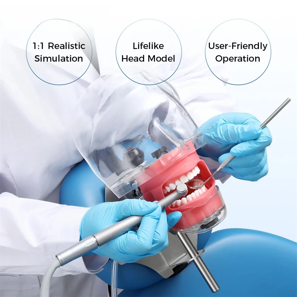 Dental Typodont Model, Teaching Mannequin Head with 28 Removable Teeth for Dental Simulation Practice