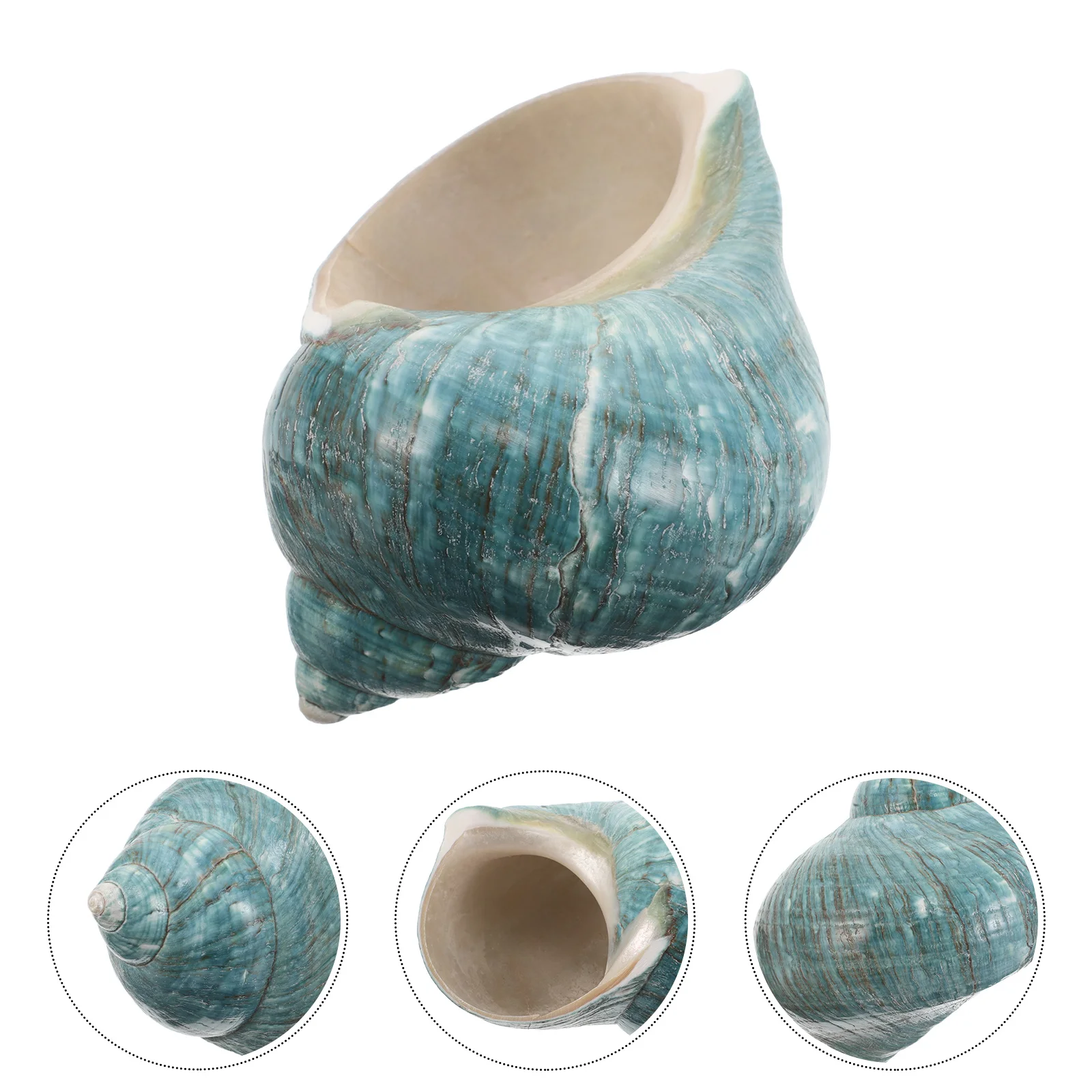 

Mediterranean Conch Shells Specimen Collection Authentic Exploration Marine Biology Home Office Decor