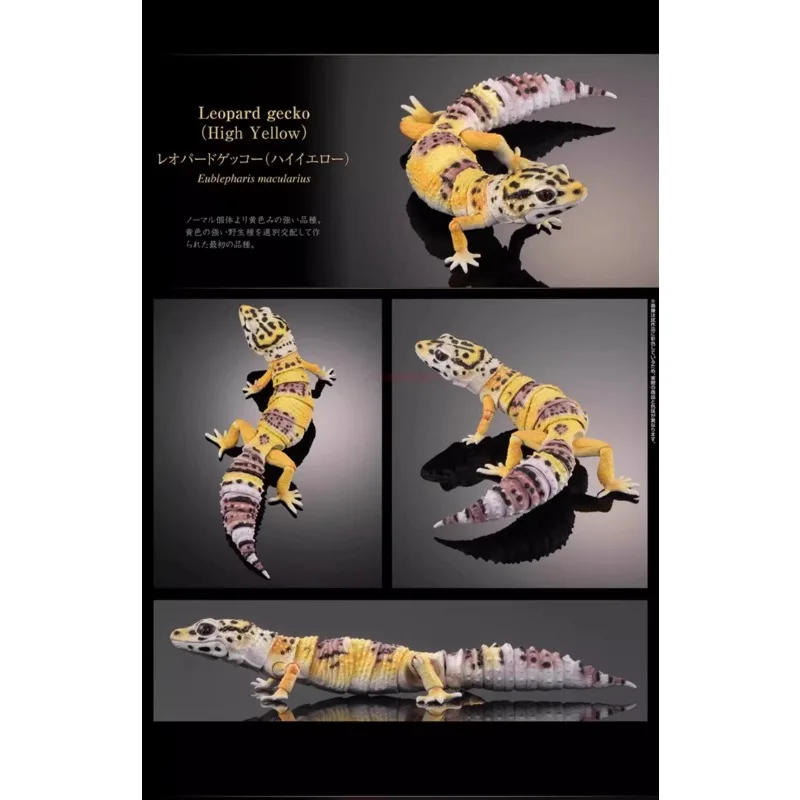 สารานุกรมชีวภาพของแท้ Bandai, รุ่นพิเศษ, จิ้งจก Armadillo, ตุ๊กแกเสือดาว, รูป, โมเดล