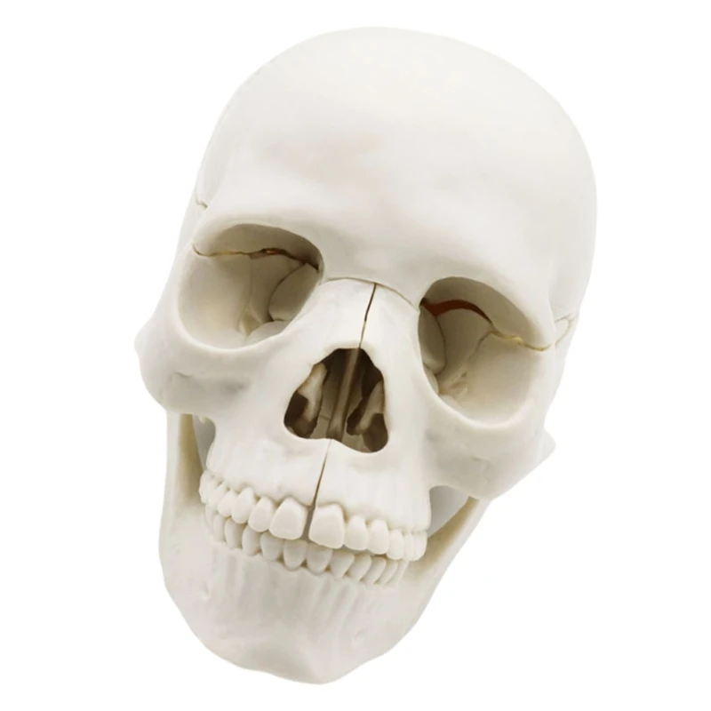 Medicals Skull Model Human Skull Model Anatomy Skull Model Human Anatomical Skull