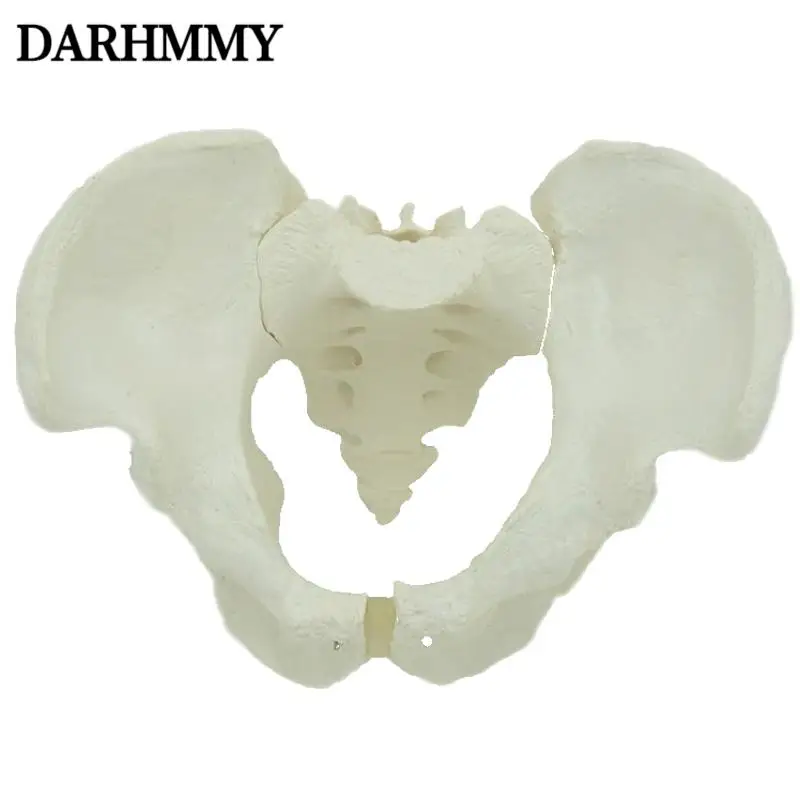 

DARHMMY Life Size Male Pelvis Model Human Skeleton Model Specimen Hip Skeleton Anatomy Medical Tool 1:1 Pubis Skeletal