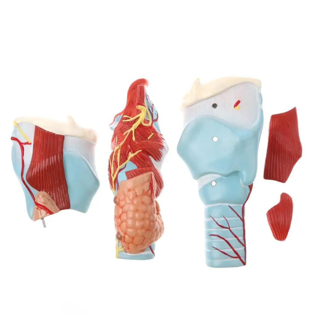 Magnify Human Removable Pharynx Larynx Functional Model Study Kit