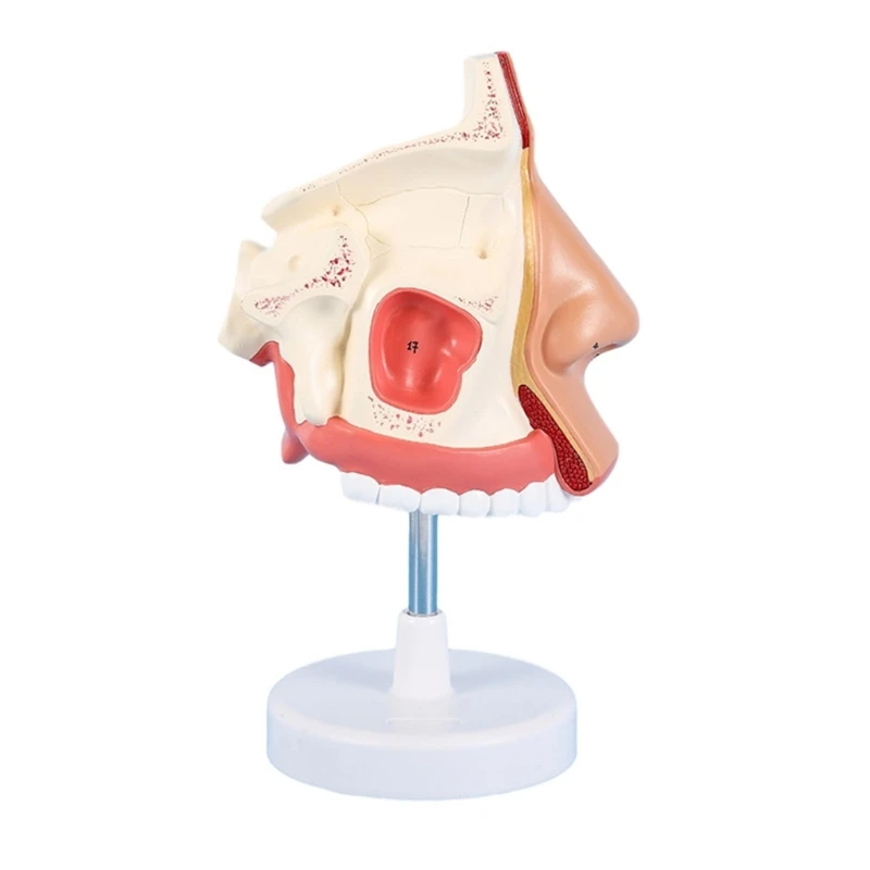 

Realistic Anatomical Nasal Cavity Model for Medical Research, Life Size Human Nasal Anatomy Model Medical Teaching Aids