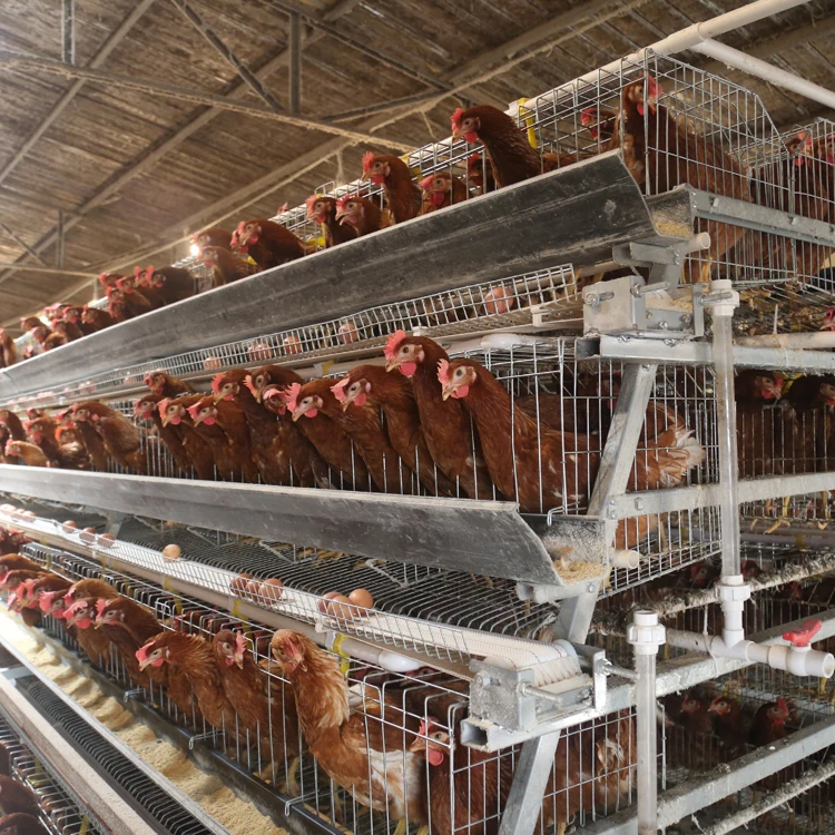 

Customized size Layers Cage 1000 Chickens Poultry Farm Chicken Cages for Layers Poultry Cages for Layer Chickens for 10000 Birds