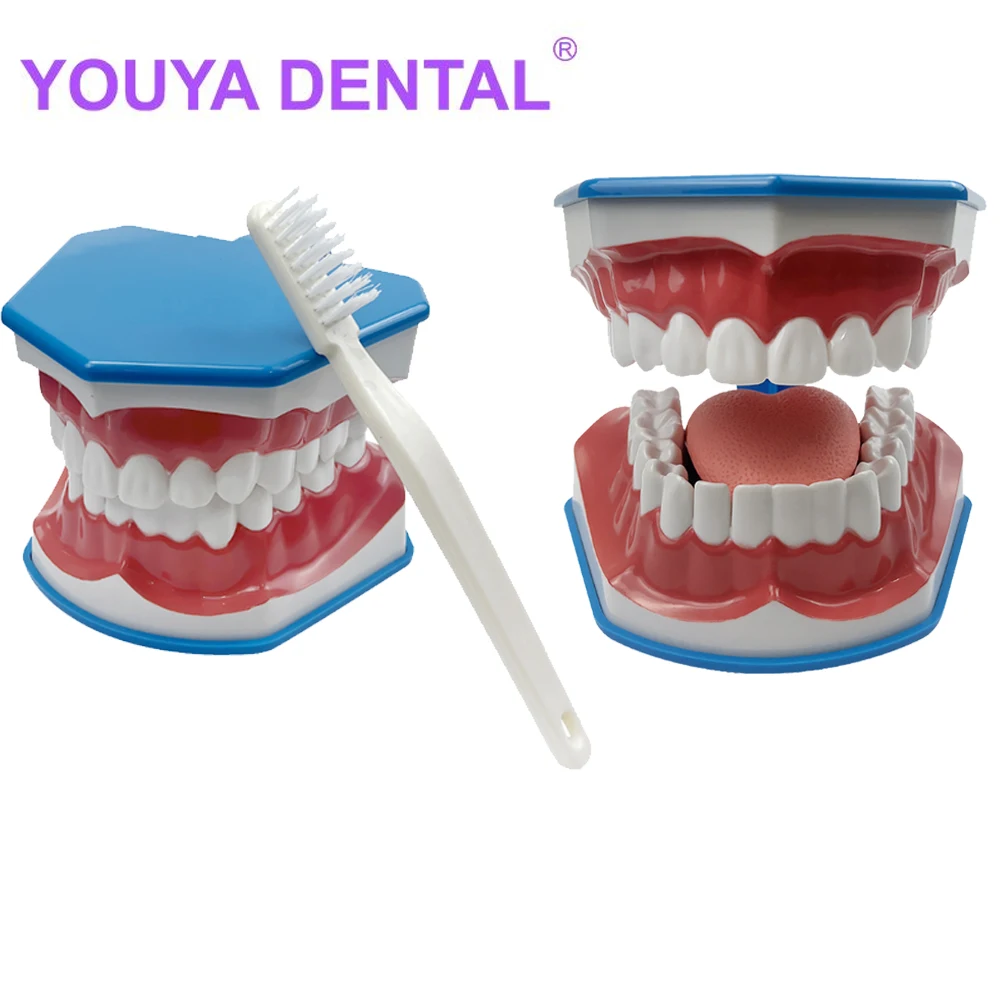 1Pcs Standard Dental Teaching Teeth Model Study On The Structure Of Oral Teeth Dentist Educational Tool Kids Learning Brushing