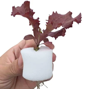 50 قطعة كأس صافي نباتي و 50 قطعة اسطوانات إسفنجة للزراعة المائية Aquaponics بساتين الفاكهة مصنع بدء أكواب شبكة بلاستيكية مقاومة للأشعة فوق البنفسجية أعلى 8 مبيعات إسفنج تنسيق الأزهار - No4