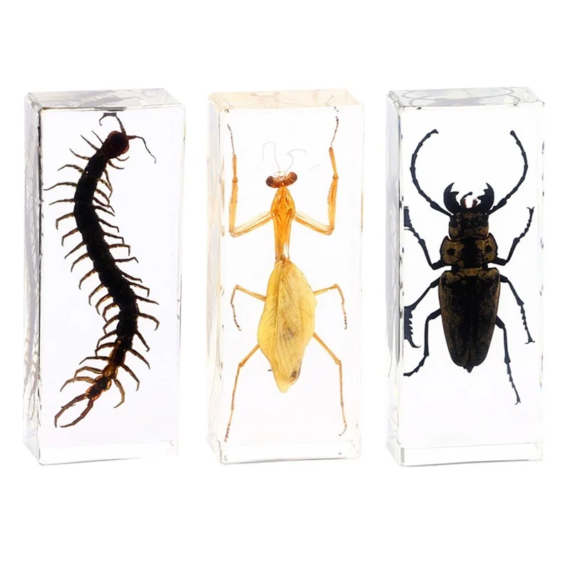 

Real Small Animal Insect Specimen, Environmental Resin, Beetle, Centipede, Scorpion, Mantis, Locust, Spider, Large Gift, 110mm