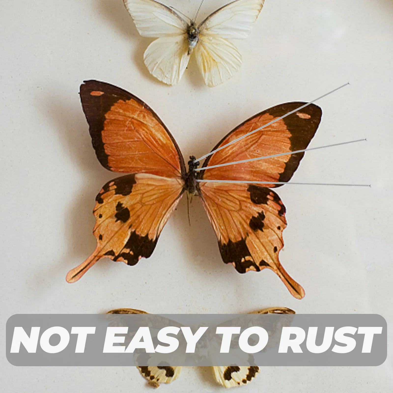 

300 pcs Stainless Steel Insect Pins Specimen Pins For Butterfly Entomology Collecting Durable Metal Needles Storage Box Included