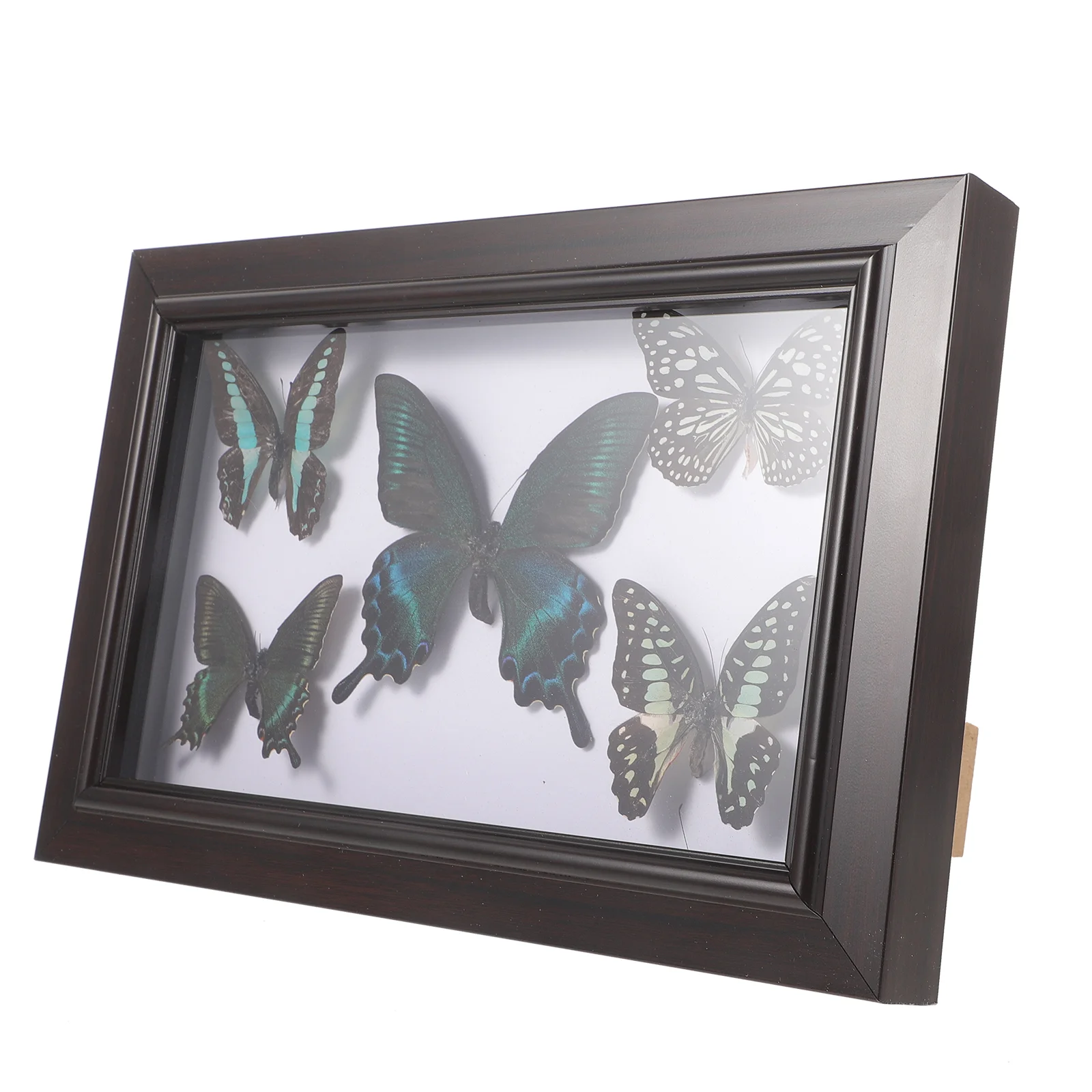 Butterfly Specimen Diy Display Frame Wall Decor Wall Home Decor Butterfly Specimen Wall Decor butterfly specimen wall