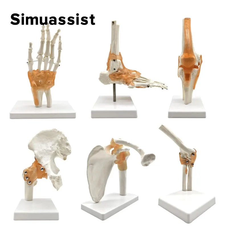 6 pcs/Set Anatomy Models Human Shoulder Elbow Hip Knee Hand Foot Joint Bone Models Human Joint Anatomy Model