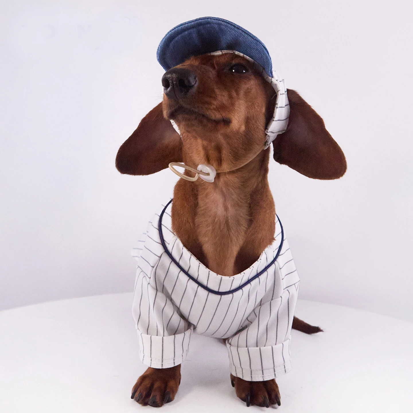 Conjunto polo a rayas con gorro para perros dachshund - imagen 5