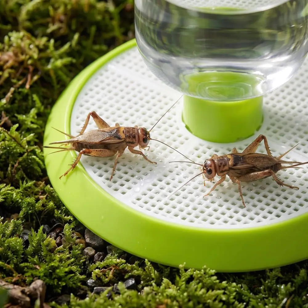 Clear Bottle Reservoir Insect Water Dispenser Perforated Base Round Base Habitat Insect Water Feeder Easy To Clean Detachable