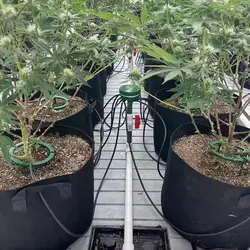 Plants Water Ring Multi Outlet Drip Irrigation Ring Sturdy Water Ring For Watering Plants Ideal Water Distribution home garden