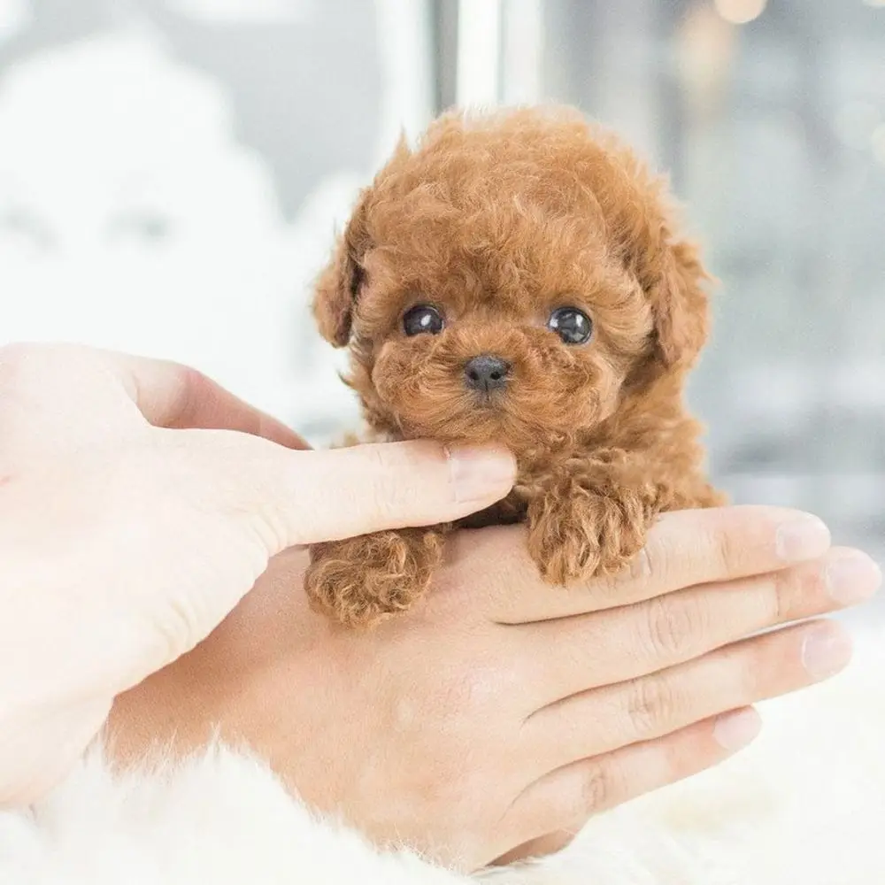 

Birthday Gift Stuffed Animals Realistic Robotic Puppy Simulation Interactive Robot Dog Soft Barking Walking Dog Baby