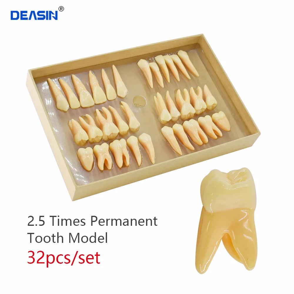 

32pcs/set Dental Teeth Model Resin 2.5 Times Permanent Tooth Model Simulation Isolated Dental Teaching Odontologia Models