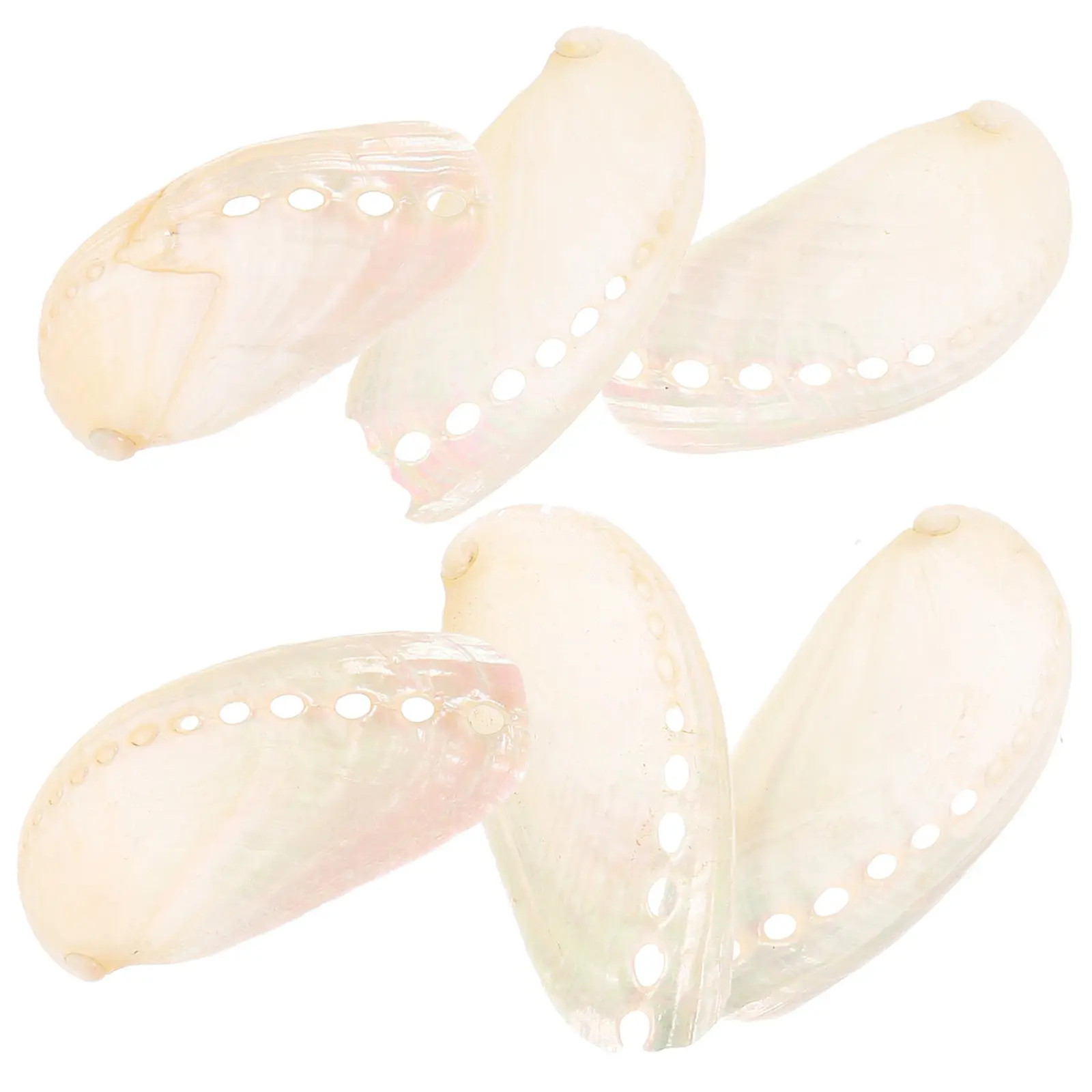 6Pcs Exquisite Pearl Abalone Shell Pieces Natural Shell Ornament for Home Decor Beach Theme Wedding Craft Coastal Living Room