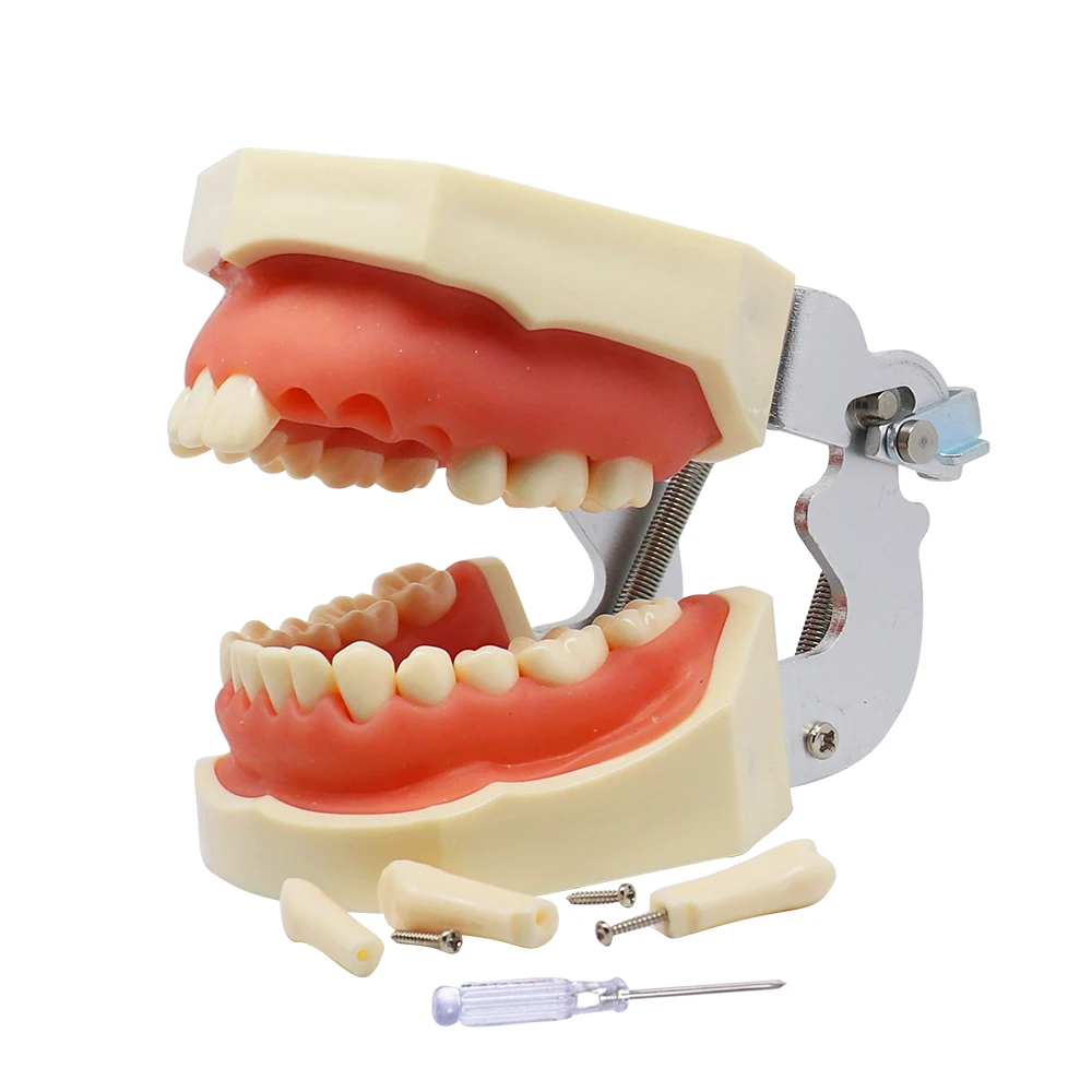 Model dentystyczny Model nauczania zębów żywica Typodont Model treningowy guma zęby Model szczęki dentysta demonstracja edukacyjna nauczanie