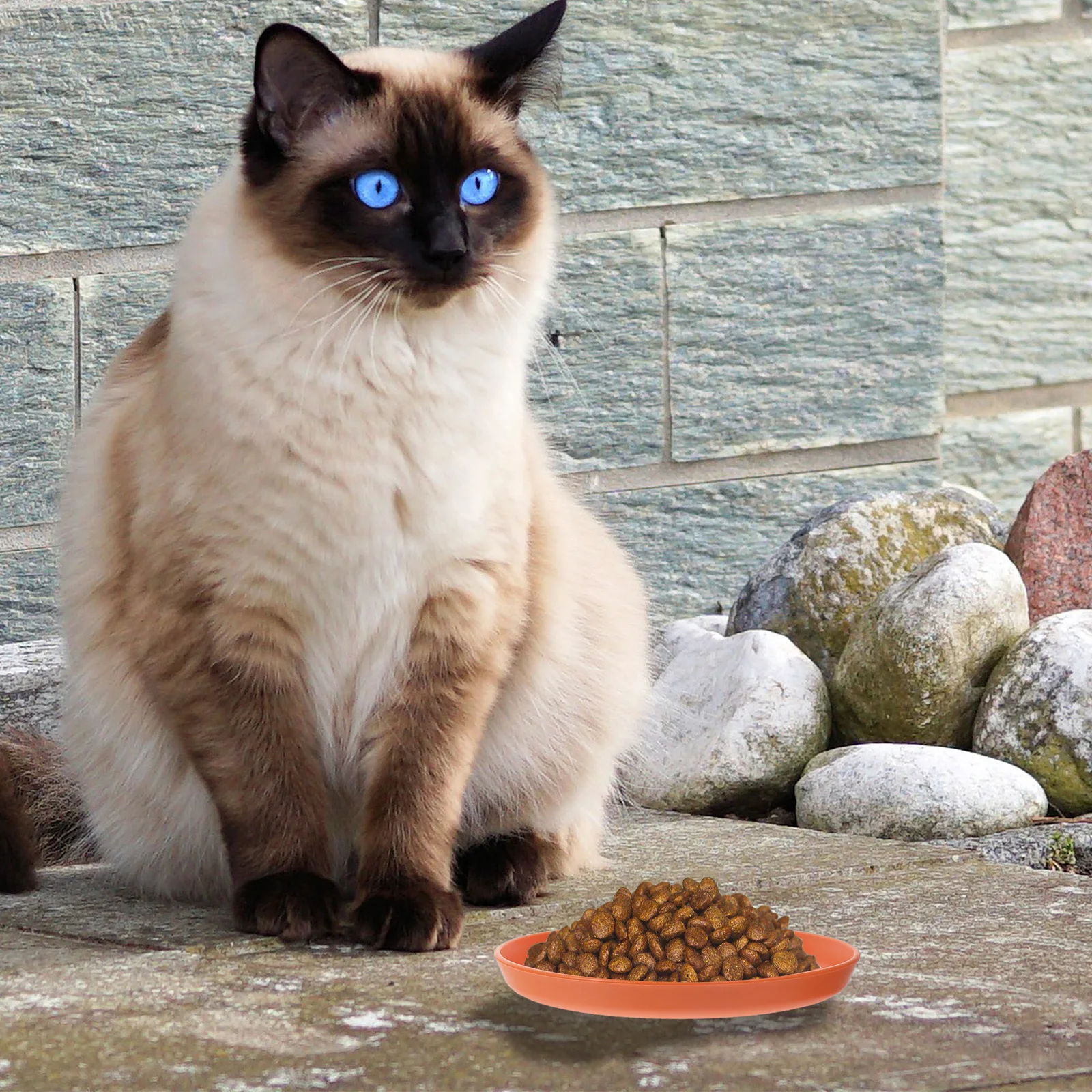 

Shallow Round Cat Bowl 4Pcs Set Cute Pet Feeding Dishes Cat Food Water Bowl Practical Pet Plate