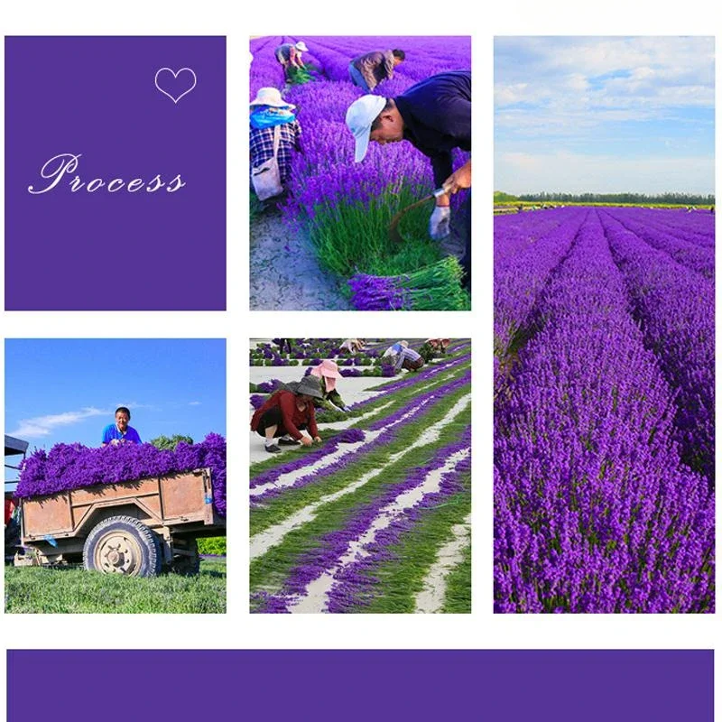 100% Natural Lavender Dried Flower 6a Lavender For Potpourri Sachet Pillow Filling Home Fragrance Wedding Candle Soap Making