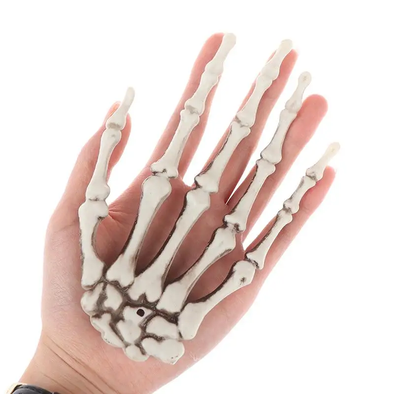 Human Anatomical bone Skeleton Model Medical  Medical Learn Aid Anatomy art sketch 1 Pair Skull Skeleton Hand Bone Halloween