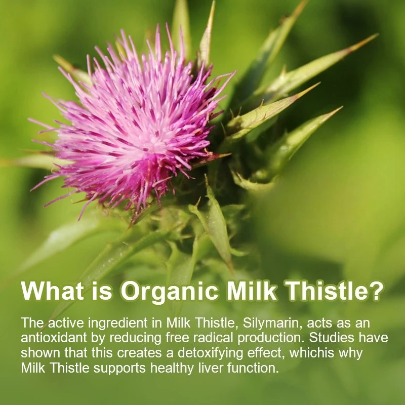Cápsulas de extracto de cardo mariano con diente de león para una limpieza desintoxicante, fórmula de apoyo y reparación del hígado, ayuda a la digestión sin OGM