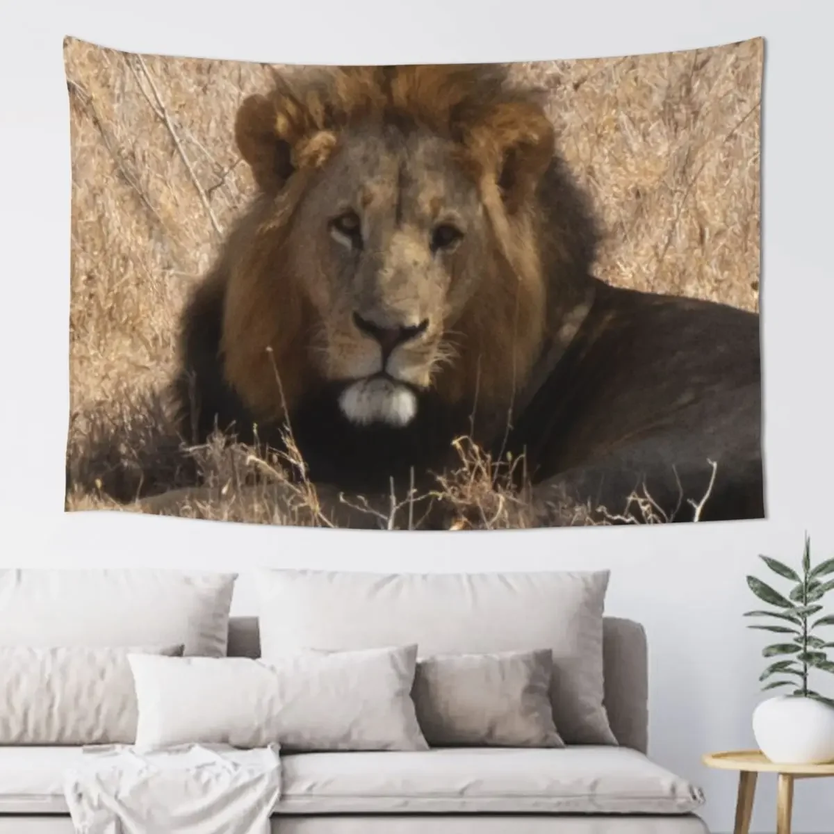 Maasai Mara - Tom's Lion Tapestry Room Decoration Korean Style Decoration For Home Tapestry