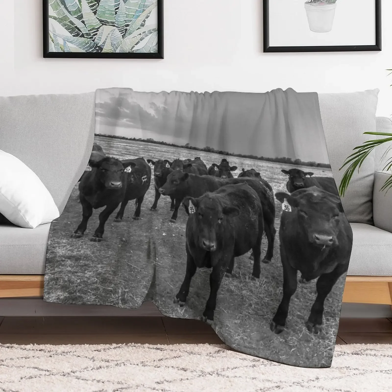 Hanging Out - Angus Cows Gather as Storm Brews in Kansas Throw Blanket Beautifuls valentine gift ideas Blankets