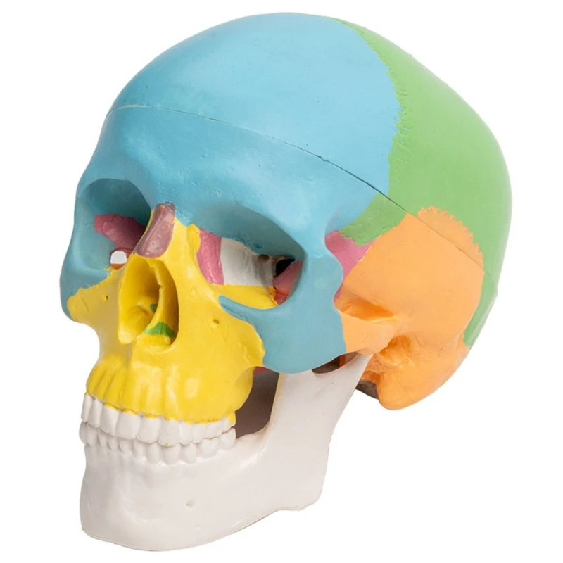 Afneembare Wetenschap Anatomie 4D Schedel Model Studie Display Medische Onderwijs Tool Schedel Model Menselijke Organen Model