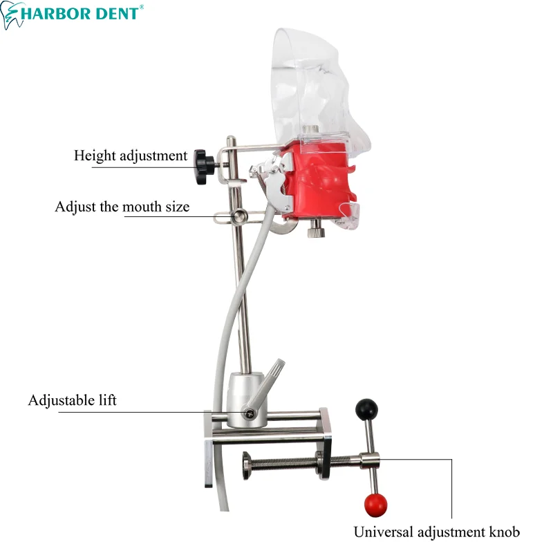 แม่พิมพ์หัวจำลองสำหรับฟัน28ชิ้นแบบโต๊ะยึดหุ่นจำลองสำหรับการเรียนการสอนฝึกฝนฝึกฝนทันตแพทย์