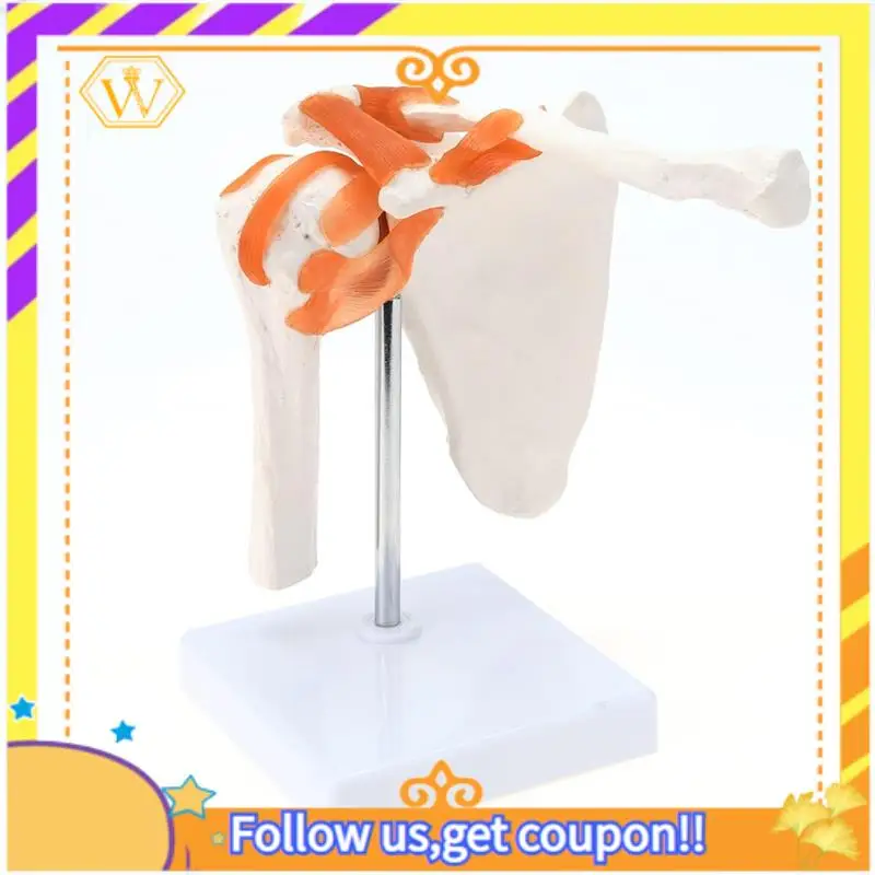 Latest- Shoulder Anatomy Model With Functional Ligaments, Shoulder Joint Model For  Teaching Display Model