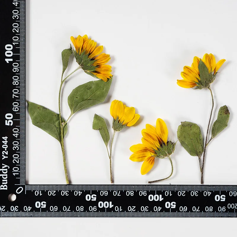 

8Pcs Large Sunflower with Stem Plant Specimen Dried Flower Pressed Flower Resin Phone Case Pressed Flower Table Lamp Photo Frame Handmade DIY Material Kit Sticker Gift